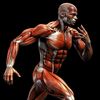 musculito5002