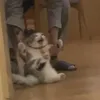 siangmeowwad