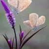 tiziana.rosadatit