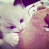 puknunu_74