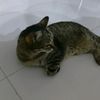 🐈🐈‍⬛мира@