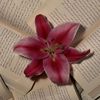 mariam.alhares0