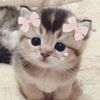 lily_likeskpop