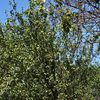 stefa_428