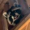 risky_raccoonn