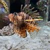 ilikefishn