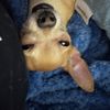 puproni