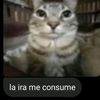 miau2823