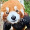 Red panda