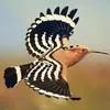 hodhod_soliman