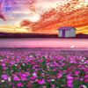 jahid.hasan8336
