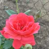 user226761169