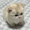 malaysia_nadeera