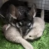 しらす