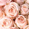 fatimaf.fatima