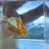 onlykoi01