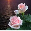 mayayasen478