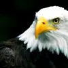 ahmadalghanem12