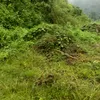 hoang678543