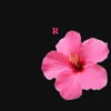 beldia_rr2k
