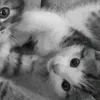 kitwex3