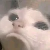 andbicc