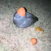 joel_13242