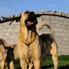 bzdar_dog