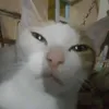 mj1.df