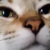 jaspercat5
