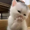 kemiuoi08