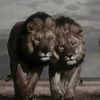 ahmad554778