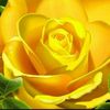 annie.strik