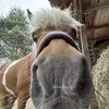 koniara12339
