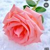 user7025316601812