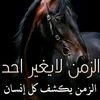 user8172831847007
