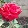 milos6497