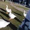 nikchristopoulos7