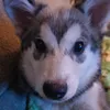 hunter_the_lovely_pomsky