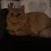 <333