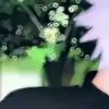 wild_icex