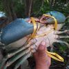 aceh.natures