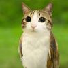 peebo328
