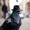 inspector.pigeon