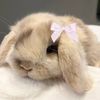 bunniexdollie
