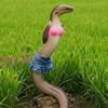 asukadi1