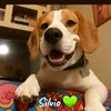 silvio.beaglemania