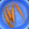 cacanhphongthuy9999