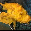 🏕😐☃️🎯🌺的確こーじ💜SBS🗽🐟𖠚ᐝ
