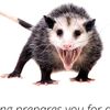 the.possum8